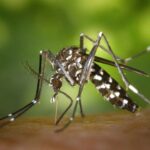 Mosquito-borne diseases has threaten World Mosquito-borne diseases has threaten World