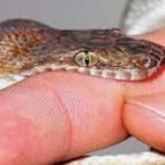 सर्पदंश से 17 वर्षीय किशोर की मौत….दु:खद