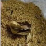 14.677 किलोग्राम भुक्की के साथ व्यक्ति गिरफ्तार… 14.677 किलोग्राम भुक्की के साथ व्यक्ति गिरफ्तार…