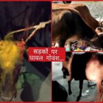 श्री रेणुका जी में गोवंश घायल अवस्था में सड़कों पर…24 घंटे में 2 गोवंश जख्मी..