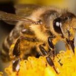 अद्भुत लेकिन सत्य…मधुमक्खियां बनाएंगी बिजली… अद्भुत लेकिन सत्य…मधुमक्खियां बनाएंगी बिजली…