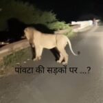 पांवटा साहिब की सड़कों पर घूमते शेर (Lion) का क्या है सच…पढ़िए पूरा मामला….WATCH VIDEO पांवटा साहिब की सड़कों पर घूमते शेर (Lion) का क्या है सच…पढ़िए पूरा मामला….WATCH VIDEO