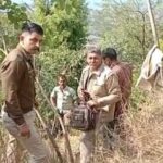 देर रात चंदन के 8 पेड़ों पर चली कुल्हाड़ी….. मामला दर्ज