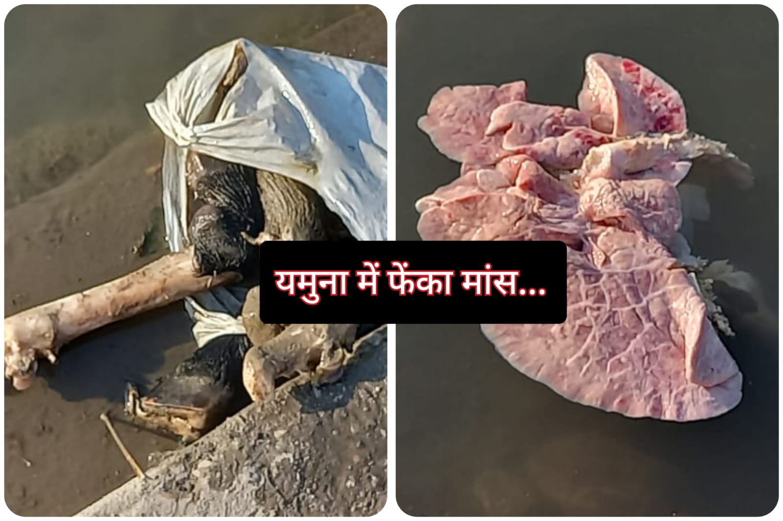 यमुना नदी में कौन फेंक रहा मांस के टुकड़े… धार्मिक भावनाएं हो रही आहत…