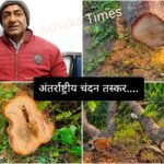 पांवटा में अंतराष्ट्रीय चंदन तस्करों ने उडाए 50 लाख के वृक्ष… पांवटा में अंतराष्ट्रीय चंदन तस्करों ने उडाए 50 लाख के वृक्ष…