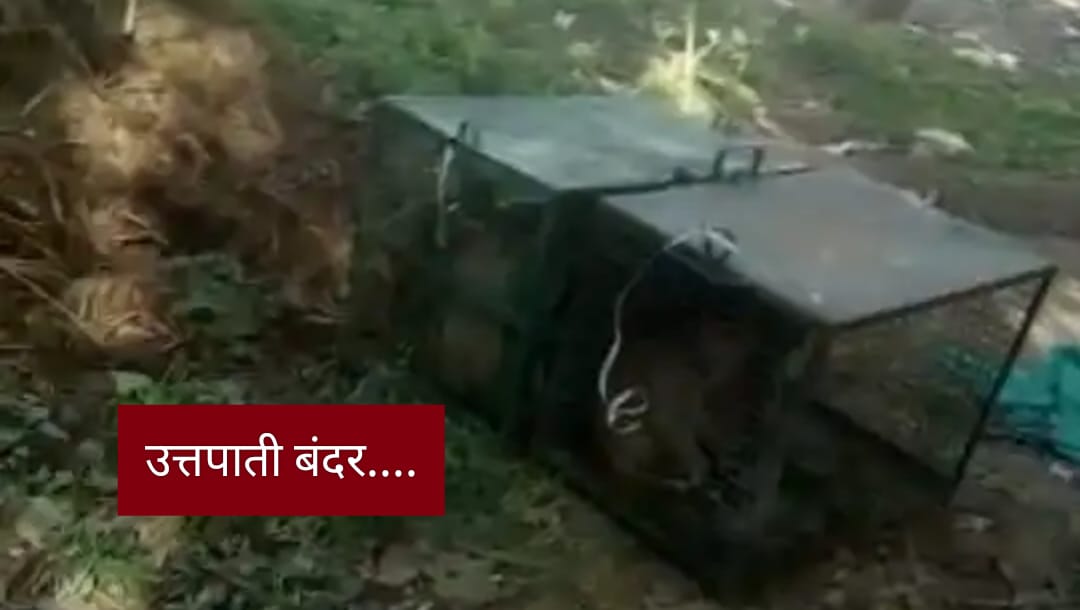 पांवटा साहिब में उत्पाती बंदरों को भेजा मंकी सेंटर…. पांवटा साहिब में उत्पाती बंदरों को भेजा मंकी सेंटर….