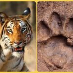 पांवटा साहिब पहुंचा TIGER…! RO wildlife ने उठाए FOOTPRINT….