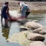 मारकंडा नदी के बीचो-बीच पत्थरों पर गिरी महिला… मौत 