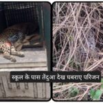 रेणुकाजी School के पास बैठा था तेंदुआ… घबराए परिजनों ने स्कूली बच्चों की करवाई छुट्टी…Rescue