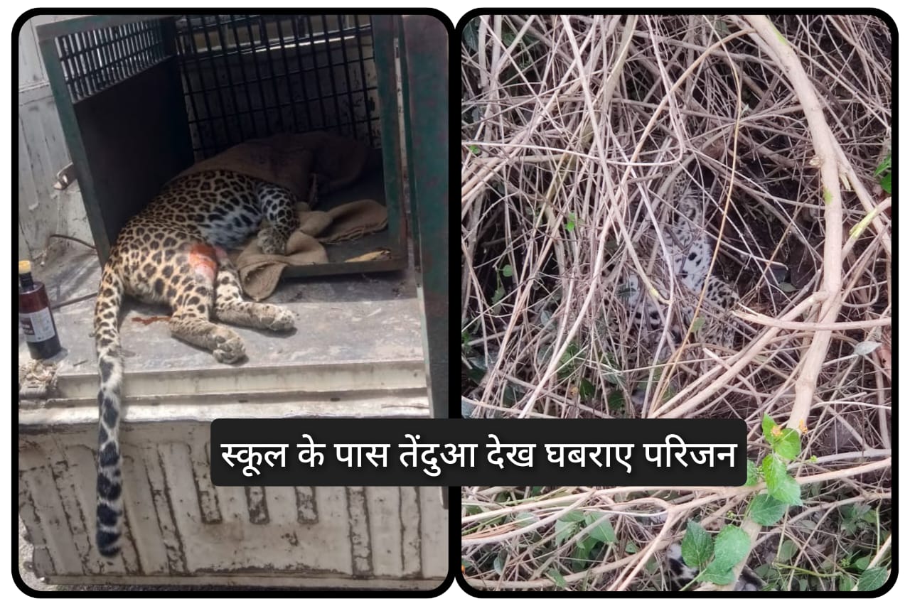 रेणुकाजी School के पास बैठा था तेंदुआ… घबराए परिजनों ने स्कूली बच्चों की करवाई छुट्टी…Rescue रेणुकाजी School के पास बैठा था तेंदुआ… घबराए परिजनों ने स्कूली बच्चों की करवाई छुट्टी…Rescue