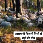 आसमानी बिजली गिरने से पालक गंभीर रूप से घायल…60 से अधिक भेड़ों की मौत…