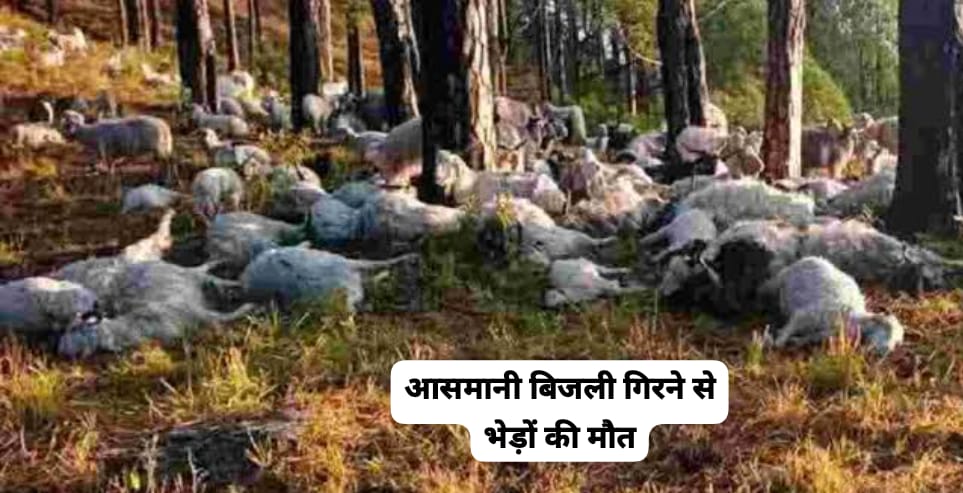 आसमानी बिजली गिरने से पालक गंभीर रूप से घायल…60 से अधिक भेड़ों की मौत…