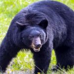 महिला पर भालू ने किया हमला…गंभीर चोटें…स्थानीय लोगों में दहशत का माहौल महिला पर भालू ने किया हमला…गंभीर चोटें…स्थानीय लोगों में दहशत का माहौल