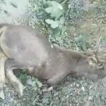 श्री रेणुकाजी वन्य प्राणी क्षेत्र मे पहाड़ी से गिरकर घायल हुआ बारहसिंगा 