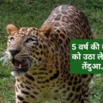 5 वर्षीय बच्ची को उठा ले गया तेंदुआ…फिर पिता ने उठाया साहसिक कदम…
