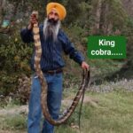 दुनिया के सबसे खतरनाक सांप किंग कोबरा को ऐसे पकड़ा जैसे बच्चों का काम हो… दुनिया के सबसे खतरनाक सांप किंग कोबरा को ऐसे पकड़ा जैसे बच्चों का काम हो…