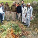 पोंटा पल्होड़ी में अफीम की खेती पर छापा… आरोपी गिरफ्तार पोंटा पल्होड़ी में अफीम की खेती पर छापा… आरोपी गिरफ्तार