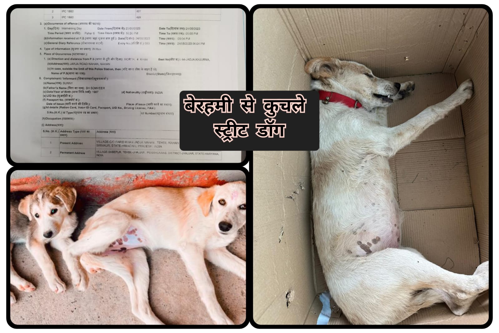 बेरहमी से कुचले स्ट्रीट डॉग्स…एक की मौत… पशु क्रूरता अधिनियम के तहत मामला दर्ज WATCH VIDEO…