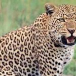 तेंदुए ने बोला गौशाला पर हमला, ग्रामीणों में फैली दहशत… तेंदुए ने बोला गौशाला पर हमला, ग्रामीणों में फैली दहशत…