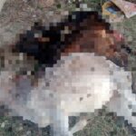 तेंदुए ने गाय व दो बछड़ों को बनाया निवाला,फार्मासिस्ट ने किया घटनास्थल का दौरा तेंदुए ने गाय व दो बछड़ों को बनाया निवाला,फार्मासिस्ट ने किया घटनास्थल का दौरा