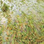 बारिश से धान की फसलें तबाह किसानों के कर्ज हों माफ…किसान यूनियन