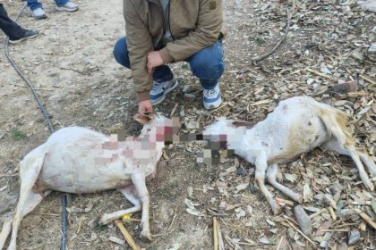 किकरी पार्क संगड़ाह में तेंदुए ने पांच बकरियों का शिकार… किकरी पार्क संगड़ाह में तेंदुए ने पांच बकरियों का शिकार…