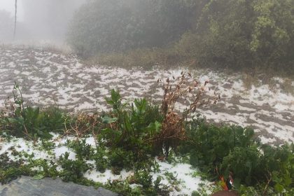 ओलावृष्टि से सेब बागवानों और किसानों को करोड़ों का नुकसान..