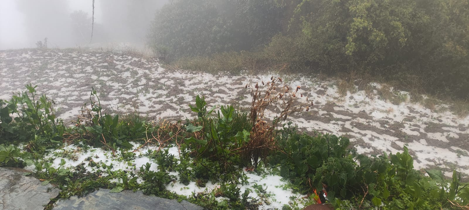 ओलावृष्टि से सेब बागवानों और किसानों को करोड़ों का नुकसान.. ओलावृष्टि से सेब बागवानों और किसानों को करोड़ों का नुकसान..