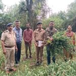 रेणुका में अवैध अफीम की खेती…25 पौधे बरामद…अरोपी फरार रेणुका में अवैध अफीम की खेती…25 पौधे बरामद…अरोपी फरार