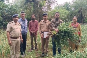 रेणुका में अवैध अफीम की खेती…25 पौधे बरामद…अरोपी फरार रेणुका में अवैध अफीम की खेती…25 पौधे बरामद…अरोपी फरार