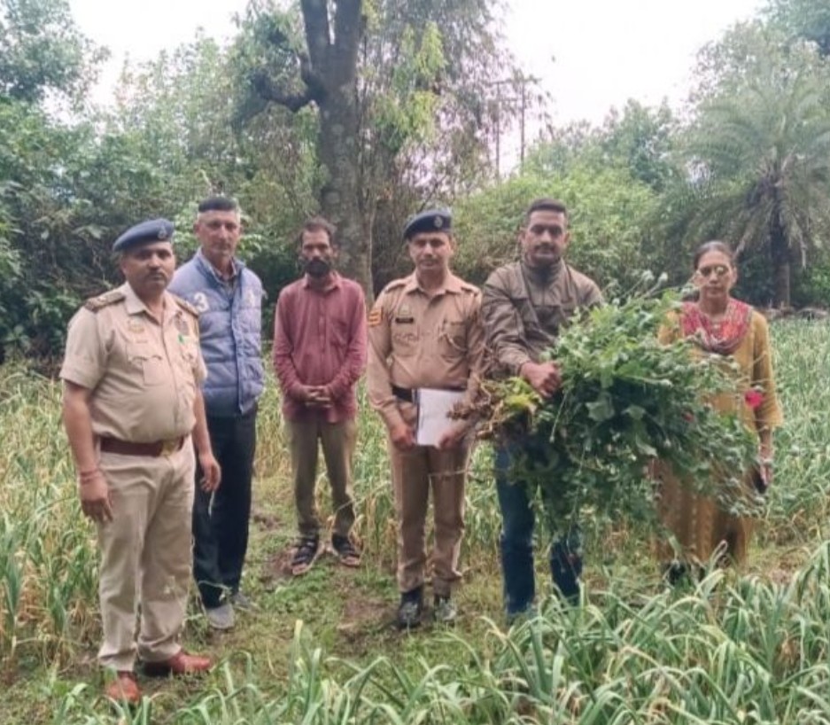 रेणुका में अवैध अफीम की खेती…25 पौधे बरामद…अरोपी फरार रेणुका में अवैध अफीम की खेती…25 पौधे बरामद…अरोपी फरार