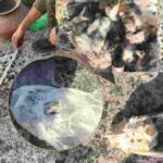 पांवटा वन विभाग टीम की गुप्त कार्रवाई…घर से बरामद वन्य जीवों के अवशेष पांवटा वन विभाग टीम की गुप्त कार्रवाई…घर से बरामद वन्य जीवों के अवशेष