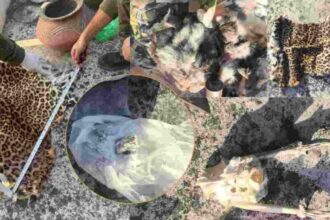 पांवटा वन विभाग टीम की गुप्त कार्रवाई…घर से बरामद वन्य जीवों के अवशेष पांवटा वन विभाग टीम की गुप्त कार्रवाई…घर से बरामद वन्य जीवों के अवशेष